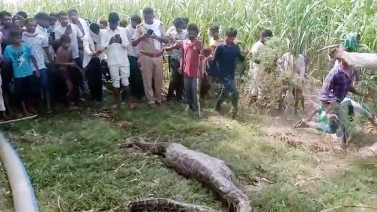 अजगर निगल गया हिरण का बच्चा (फोटो आजतक)