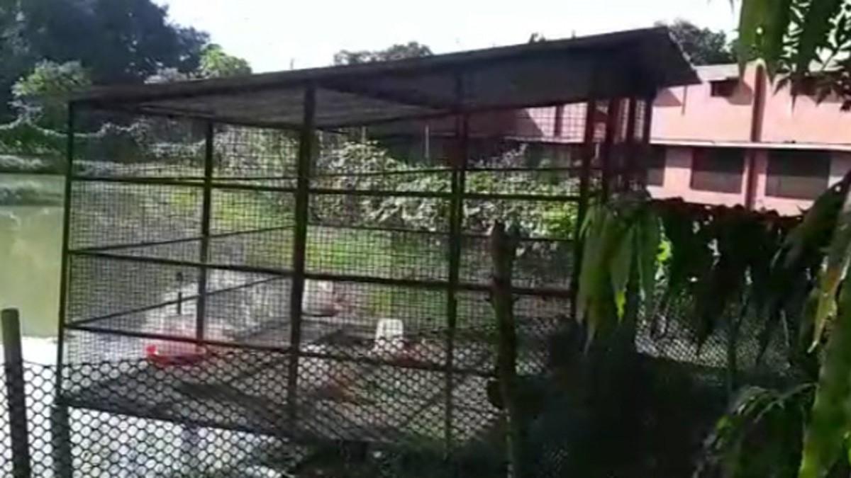 तलाब में इंजीनियर ने पाली मछलियां (फोटो आजतक)