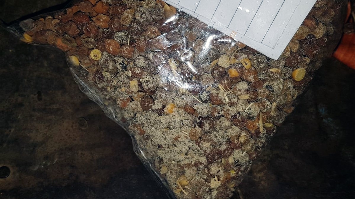 फफूंद लगा चना बरामद (फोटो आजतक)