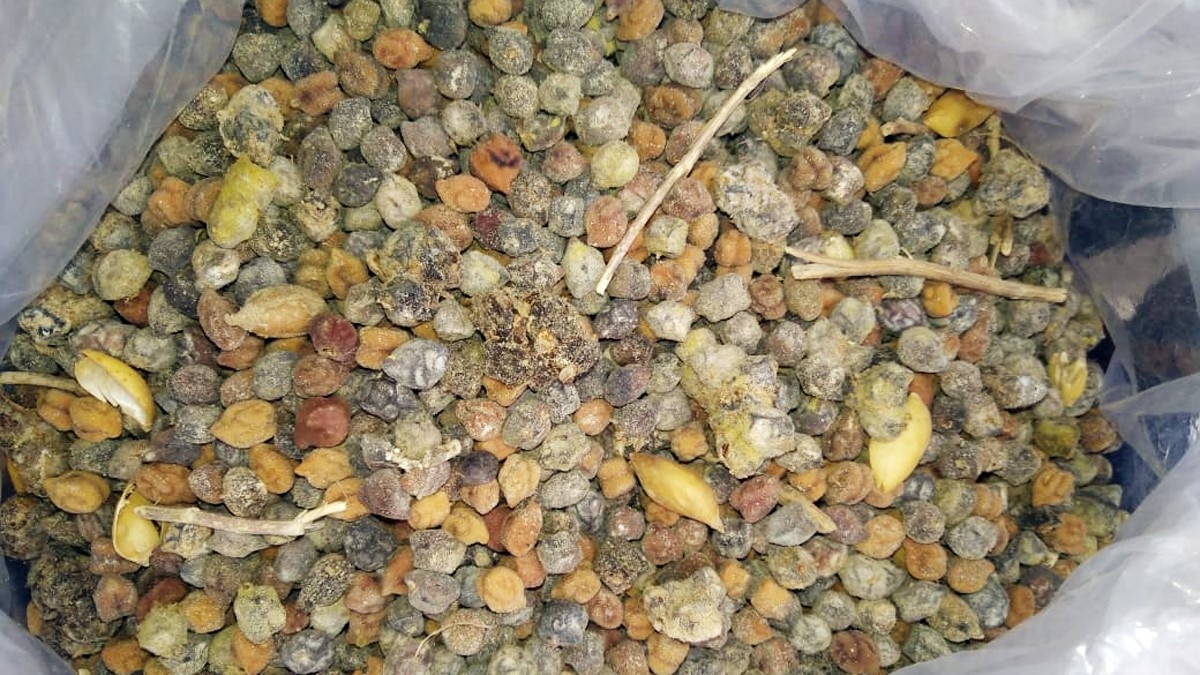 फफूंद लगा चना बरामद (फोटो आजतक)