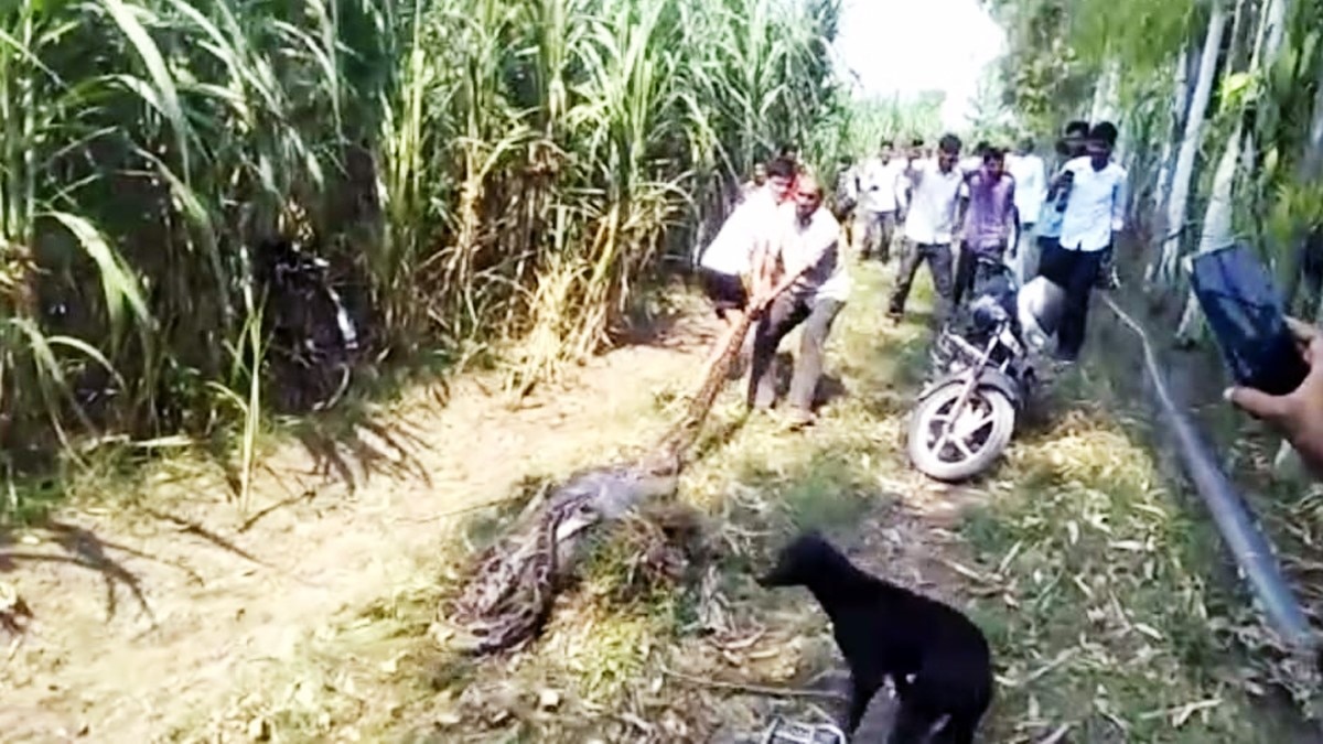 अजगर निगल गया हिरण का बच्चा (फोटो आजतक)