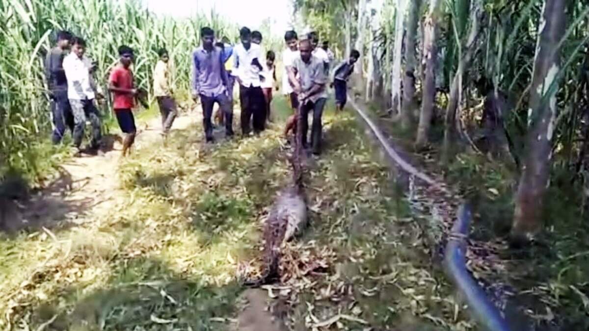 अजगर निगल गया हिरण का बच्चा (फोटो आजतक)