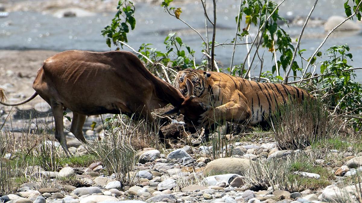 Tigress hunted Cow with three cubs Ramnagar