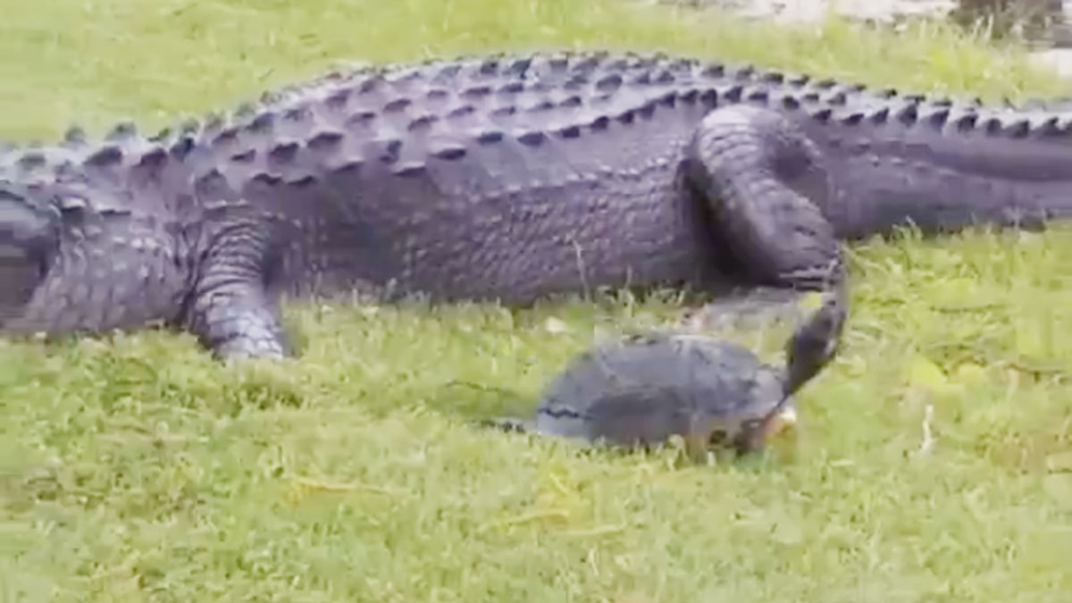 Screengrab from tweeted by @NaveedIRS