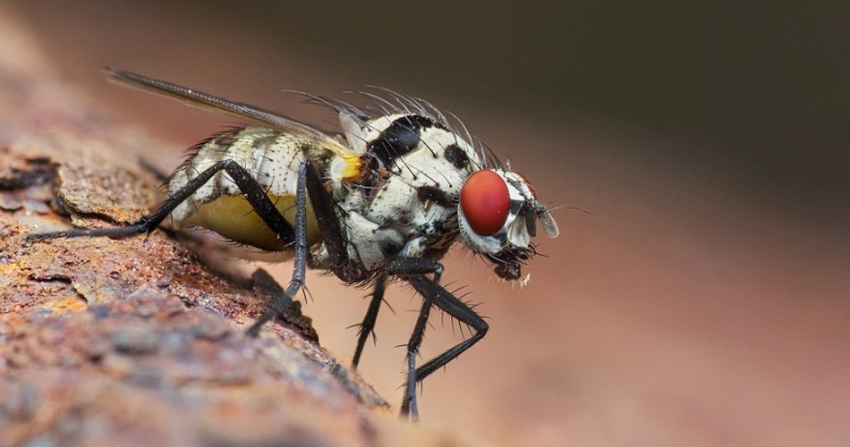 और अधिक स्टडी की जरूरत