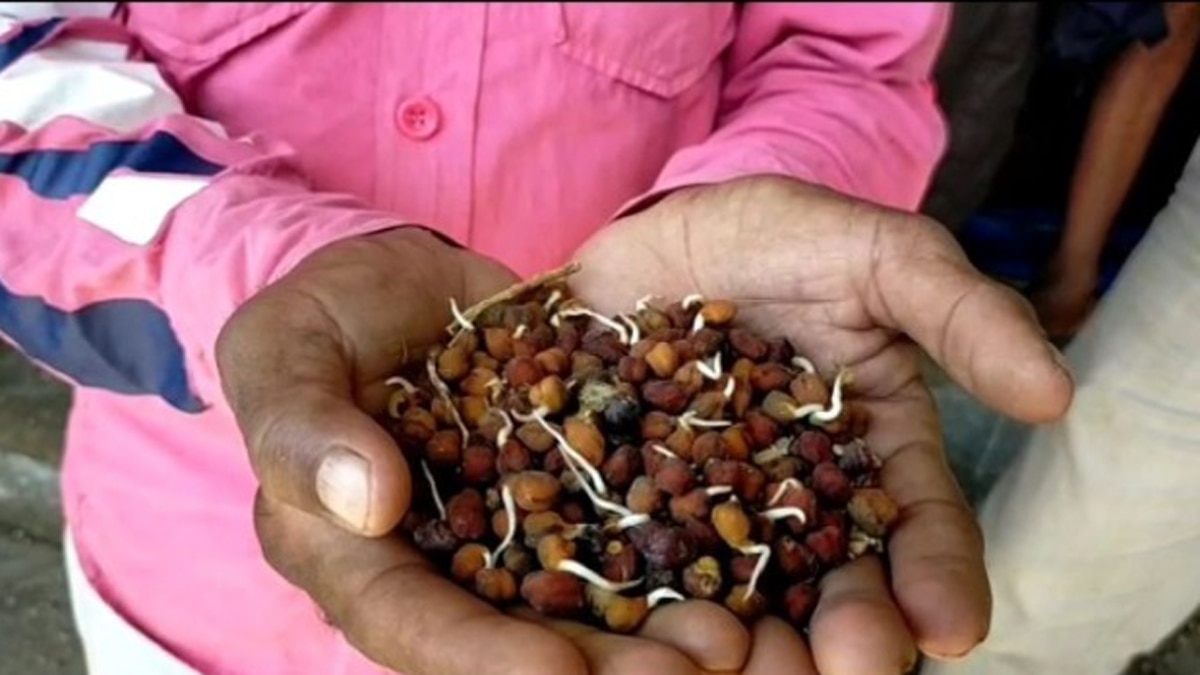 मध्यप्रदेश: गरीबों को बांटे जाने वाला 6 करोड़ का चना और गेहूं बाढ़ की भेट चढ़ा.