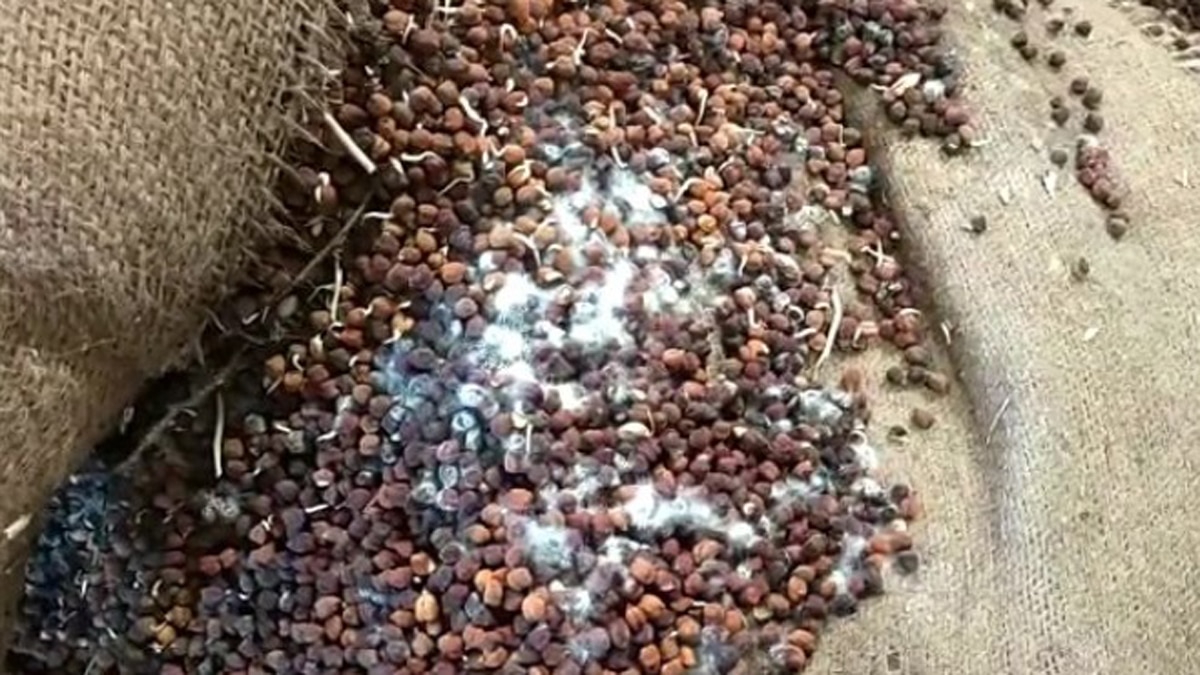 गरीबों को बांटे जाने वाला 6 करोड़ का चना और गेहूं बाढ़ की भेट चढ़ा.