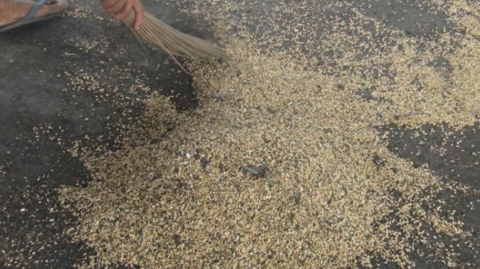 रक्सौल के रेलवे माल गोदाम से एफसीआई भेजा जा रहा गला-सड़ा गेहूं.