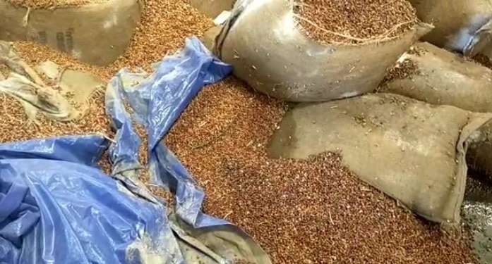 मध्यप्रदेश: गरीबों को बांटे जाने वाला 6 करोड़ का चना और गेहूं बाढ़ की भेट चढ़ा.