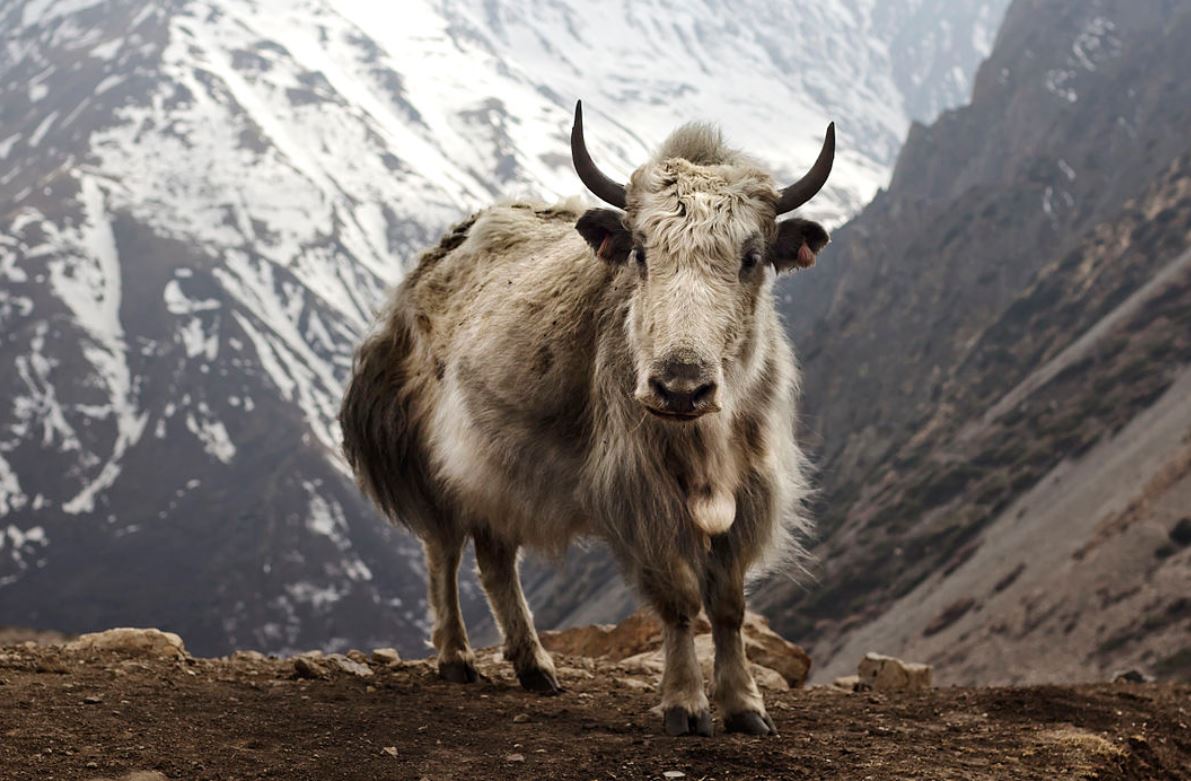 जानवरों से जासूसी करवाते हैं दुश्मन