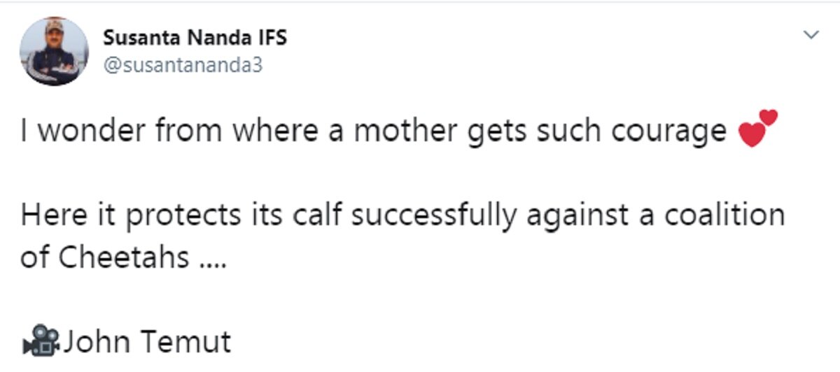 मादा जिराफ ने चीतों से अपने बच्चे को बचाया