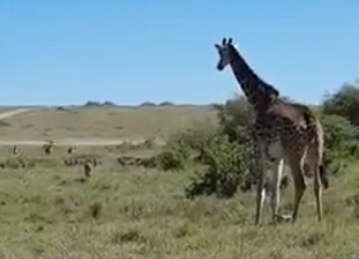 मादा जिराफ ने चीतों से अपने बच्चे को बचाया