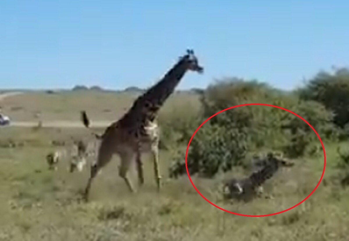 मादा जिराफ ने चीतों से अपने बच्चे को बचाया