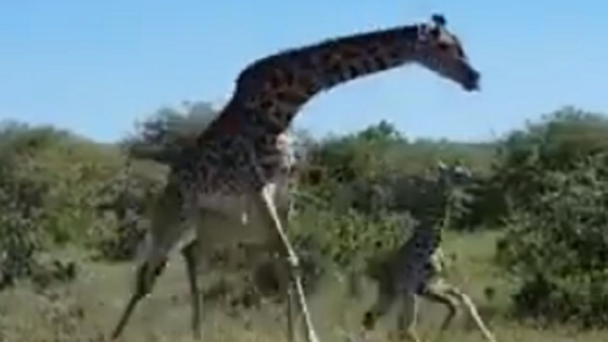 मादा जिराफ ने चीतों से अपने बच्चे को बचाया
