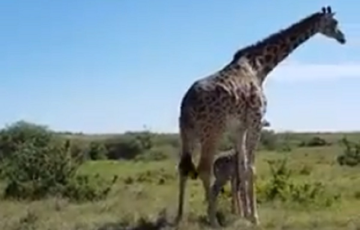 मादा जिराफ ने चीतों से अपने बच्चे को बचाया