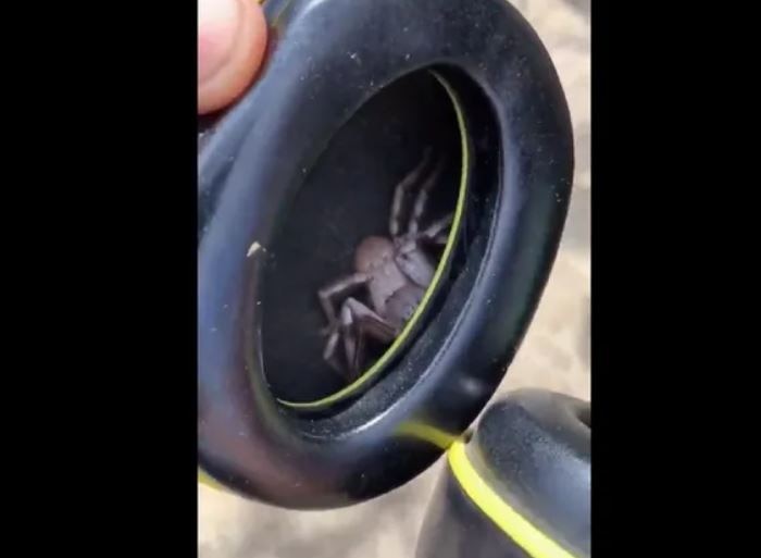 हेडफोन में छुपी हुई थी मकड़ी