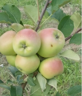 हरमन 99 सेब की प्रजाति की खेती 40 से 48 डिग्री गर्मियों में भी की जा सकती है.