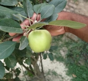सेब की खेती कर रहा ये किसान, 20 साल तक फल देता है एक पेड़.