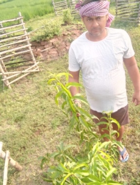 हरमन 99 सेब की प्रजाति की खेती 40 से 48 डिग्री गर्मियों में भी की जा सकती है.