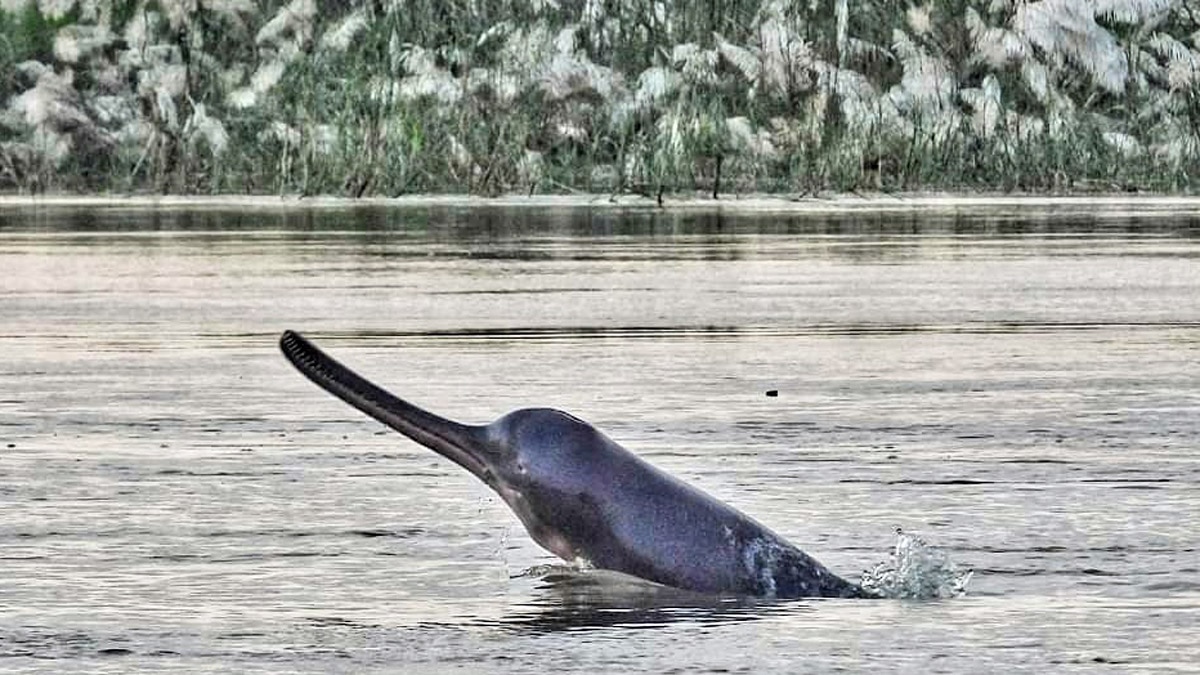 गंगा नदी में डॉल्फिन करती अठखेलियां (फोट आजतक)