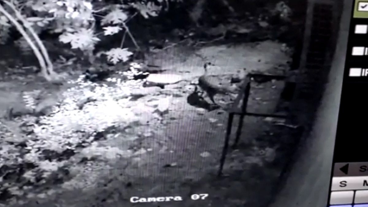 घनी बस्ती में रात के समय चहलकदमी करता दिखा काला तेंदुआ