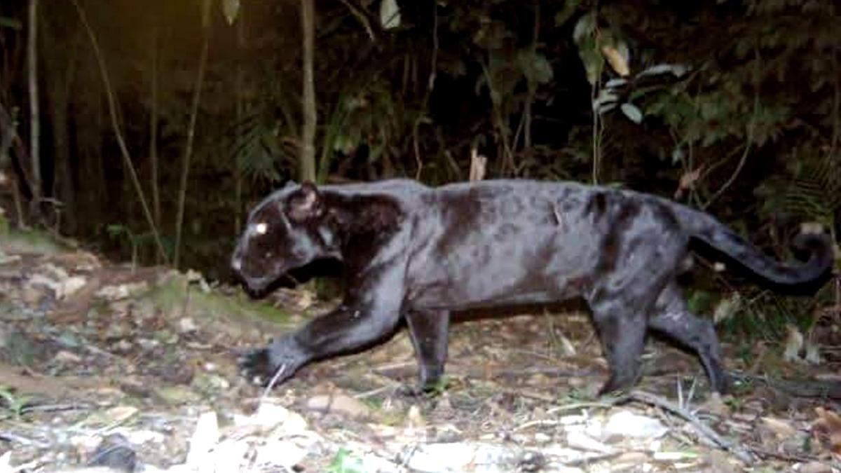 सीसीटीवी में कैद काला तेंदुआ.