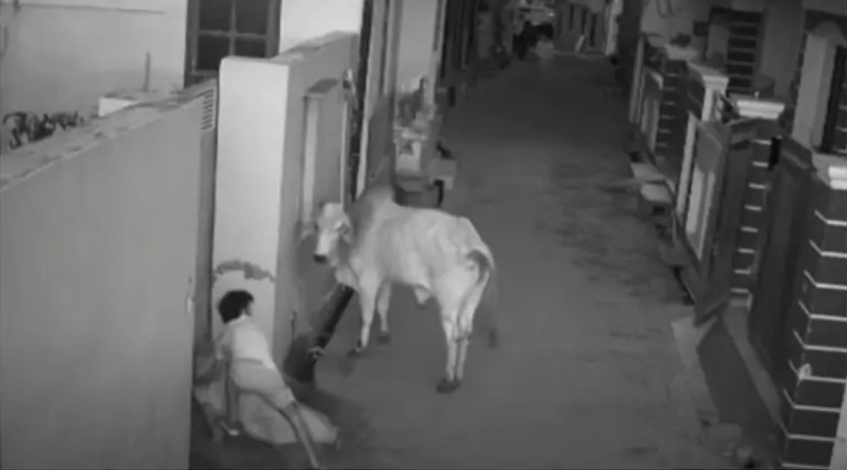 बच्चे ने पागल बैल से दादी को बचाया