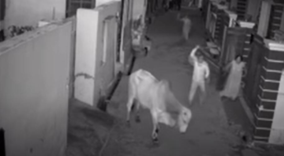 बच्चे ने पागल बैल से दादी को बचाया