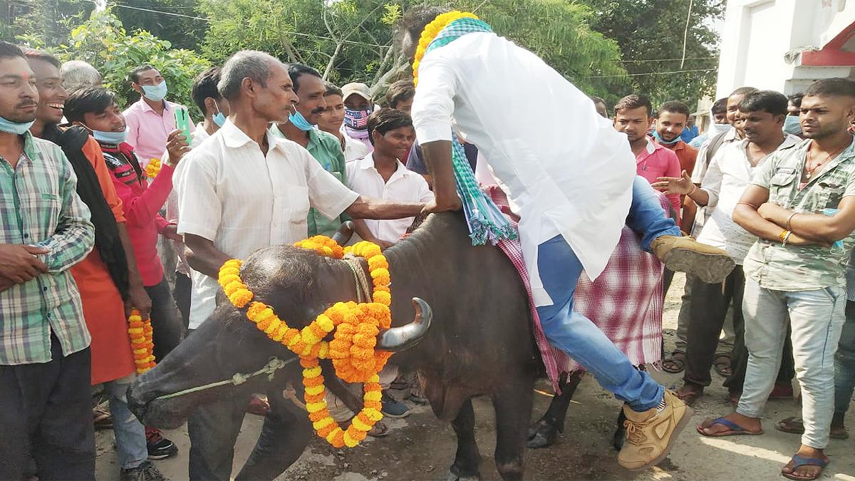 भैंस पर बैठकर नामांकर करने पहुंचा एक प्रत्याशी