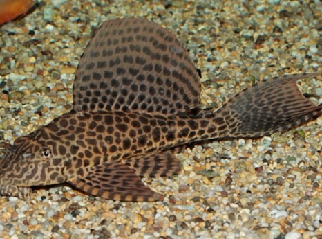 महानंदा नदी में पहुंची सात समंदर पार से खतरनाक 'कैटफिश', सता रहा ये डर.