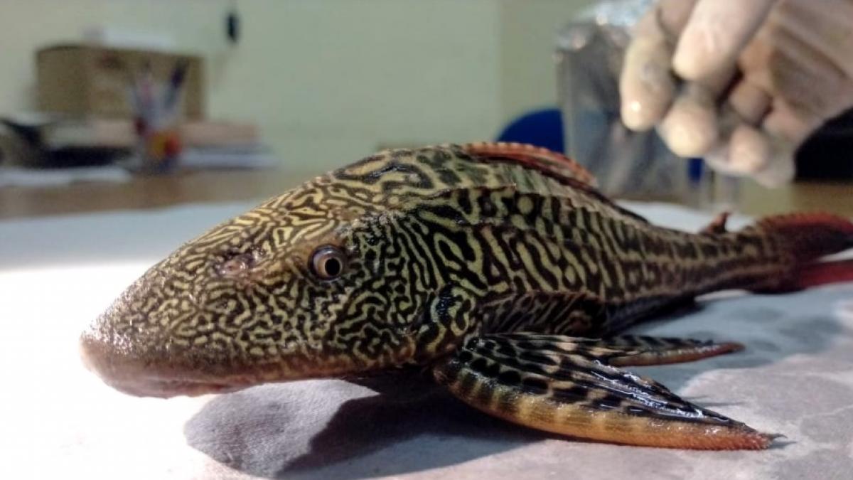 महानंदा नदी में पहुंची सात समंदर पार से खतरनाक 'कैटफिश', सता रहा ये डर.