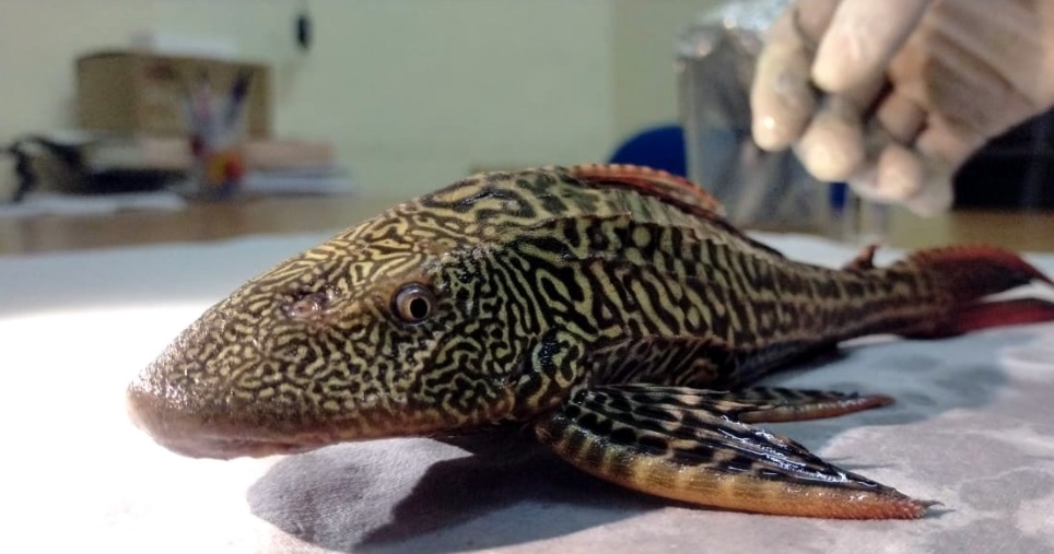 महानंदा नदी में पहुंची सात समंदर पार से खतरनाक 'कैटफिश', सता रहा ये डर.