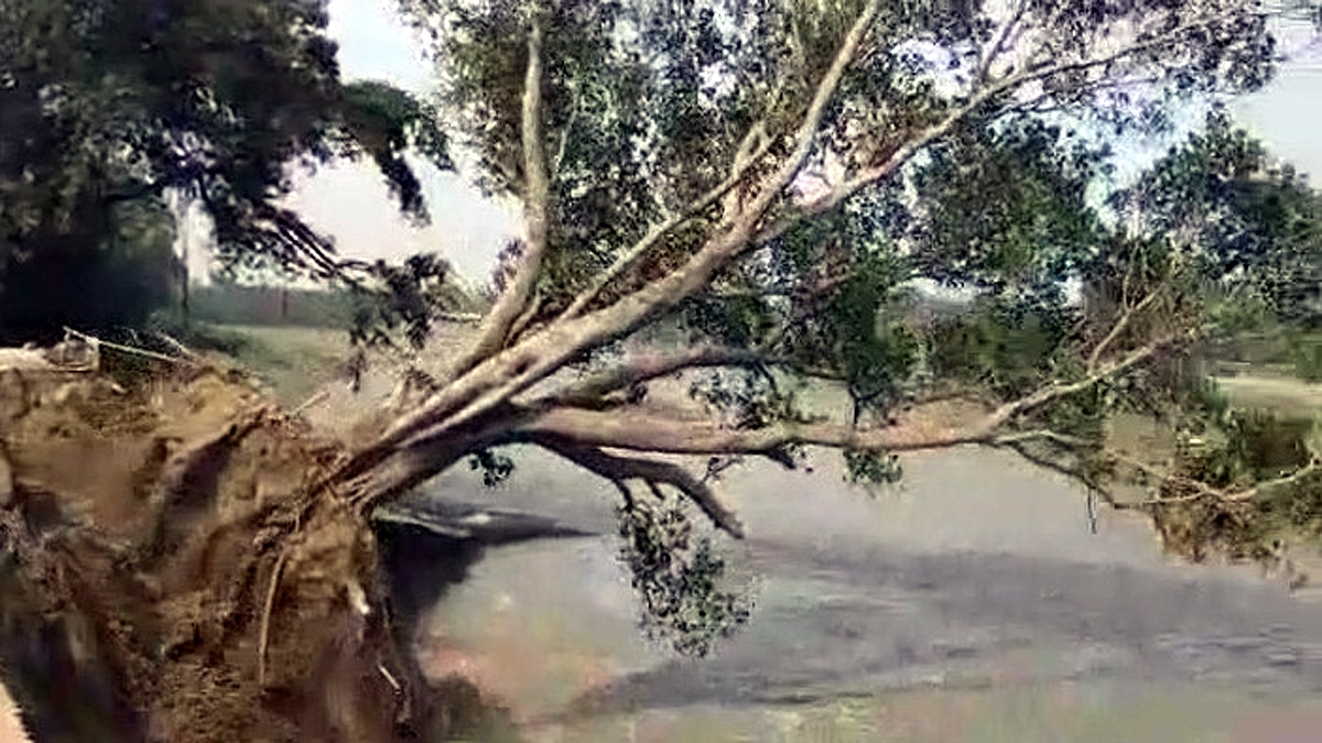 Temple and tree submerged in Mahi River Chhapra