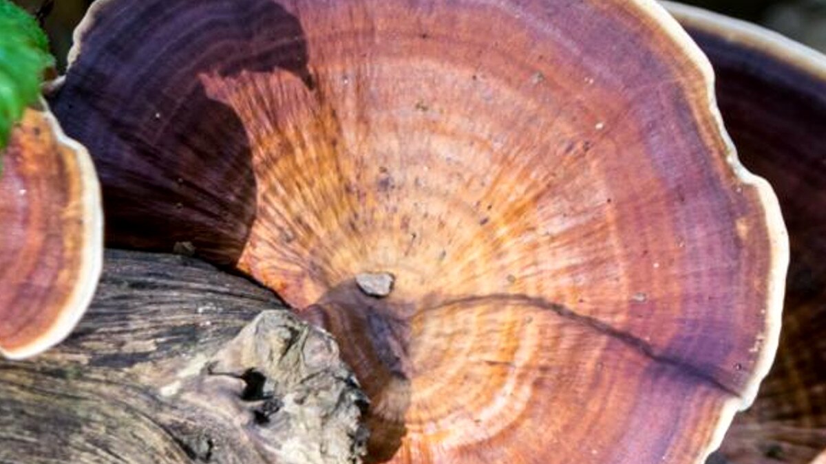 खास मशरूम से बन रहा कोवि‍ड 19 को हराने इम्‍युनिटी बूस्‍टर