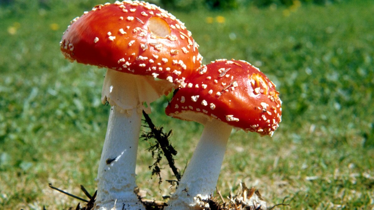 खास मशरूम से बन रहा कोवि‍ड 19 को हराने इम्‍युनिटी बूस्‍टर