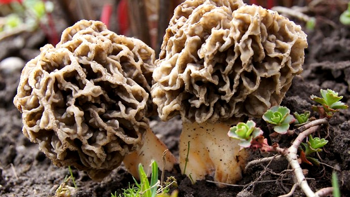 खास मशरूम से बन रहा कोवि‍ड 19 को हराने इम्‍युनिटी बूस्‍टर