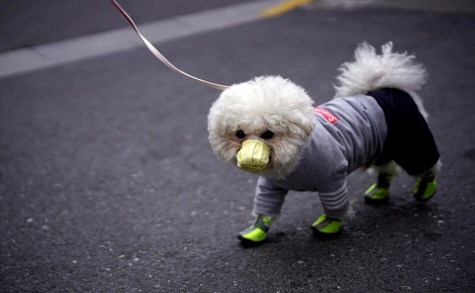 किन जानवरों में फैला कोविड-19?