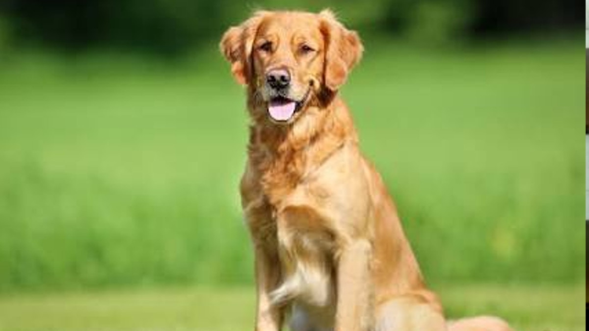 दो दिन से गायब पालतू कुत्‍ता मरा हुआ मिला, मालिक ने गम में दे दी जान.