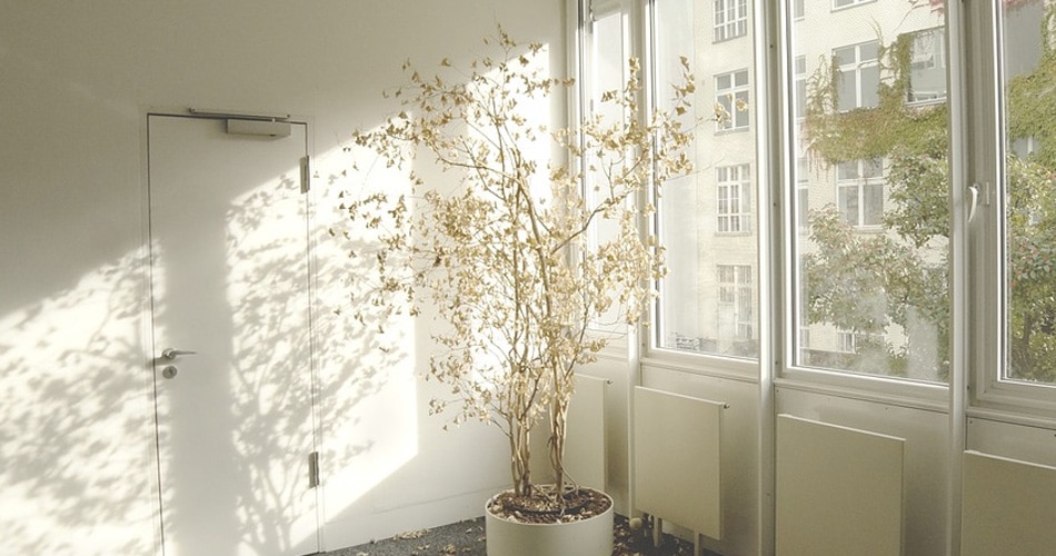 सूखे पौधे