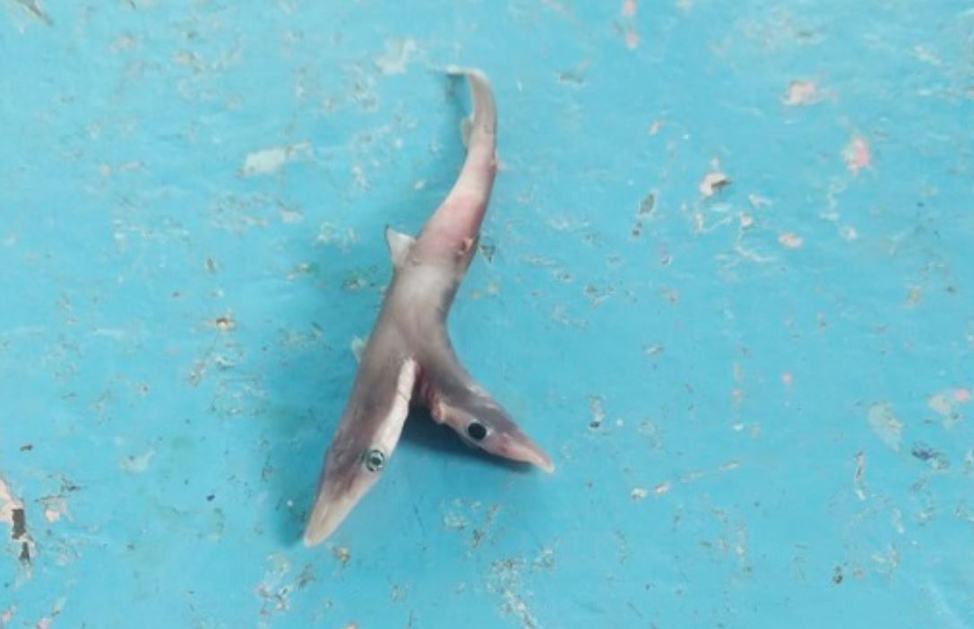 दो मुंह वाला शार्क मछली का बच्चा