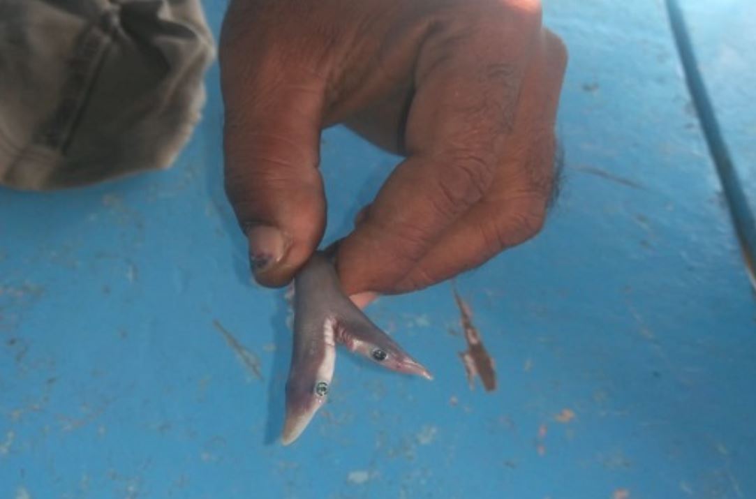 दो मुंह वाला शार्क मछली का बच्चा