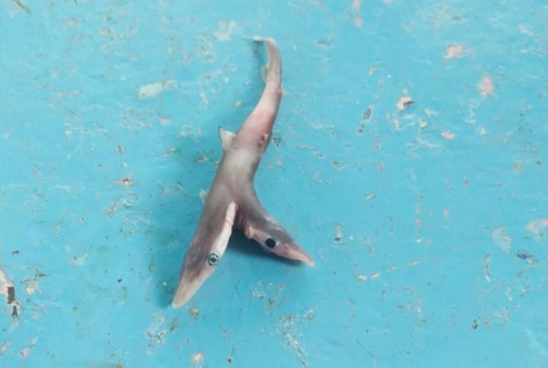 दो मुंह वाला शार्क मछली का बच्चा