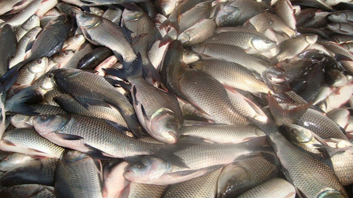 फिश फार्मिंग से कमा रहे लाखों. 