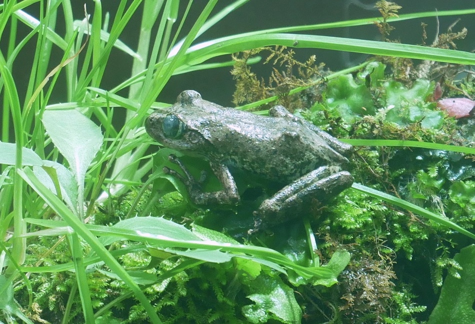 12 साल का श्राप