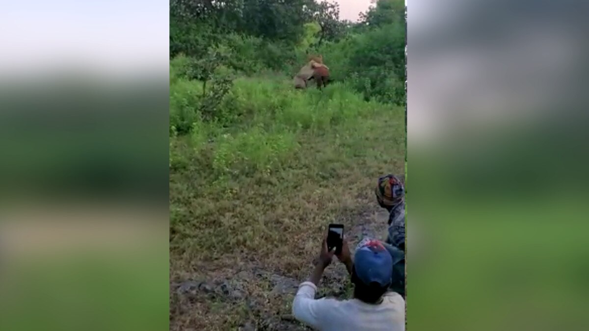  शेर को चारा देकर बुलाते थे लोग, बनाते थे वीडियो और खींचते थे सेल्‍फी. 