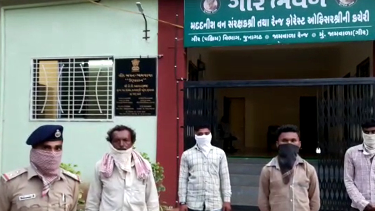  शेर को चारा देकर बुलाते थे लोग, बनाते थे वीडियो और खींचते थे सेल्‍फी. 