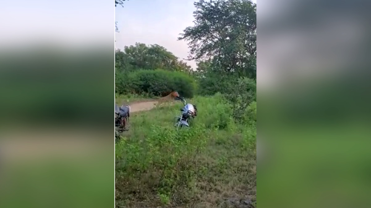  शेर को चारा देकर बुलाते थे लोग, बनाते थे वीडियो और खींचते थे सेल्‍फी. 