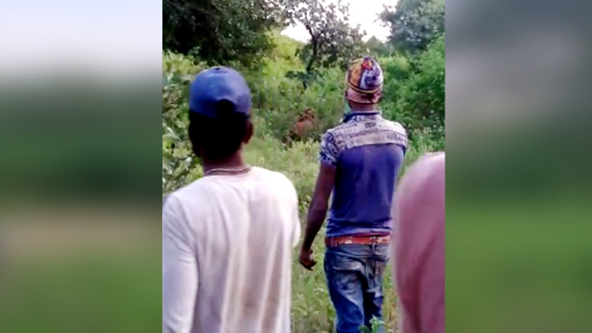  शेर को चारा देकर बुलाते थे लोग, बनाते थे वीडियो और खींचते थे सेल्‍फी. 