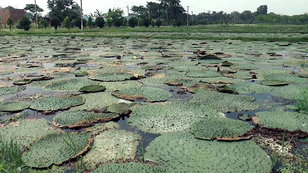 Where Makhana Fox nut cultivated