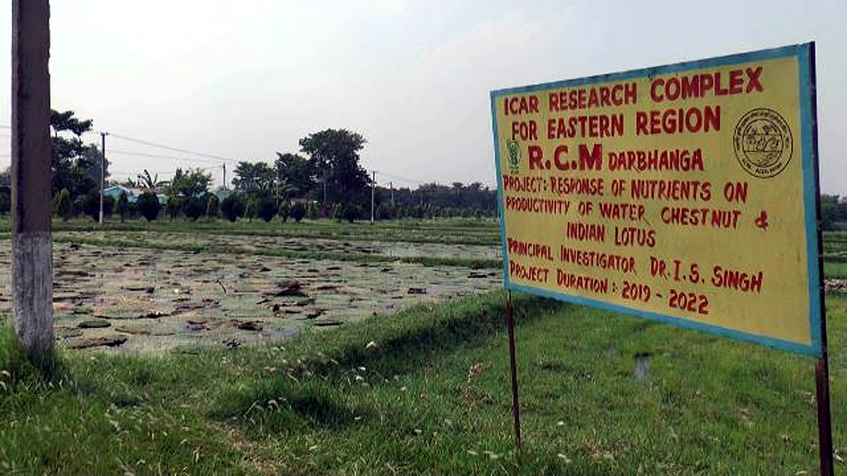 Where Makhana Fox nut cultivated